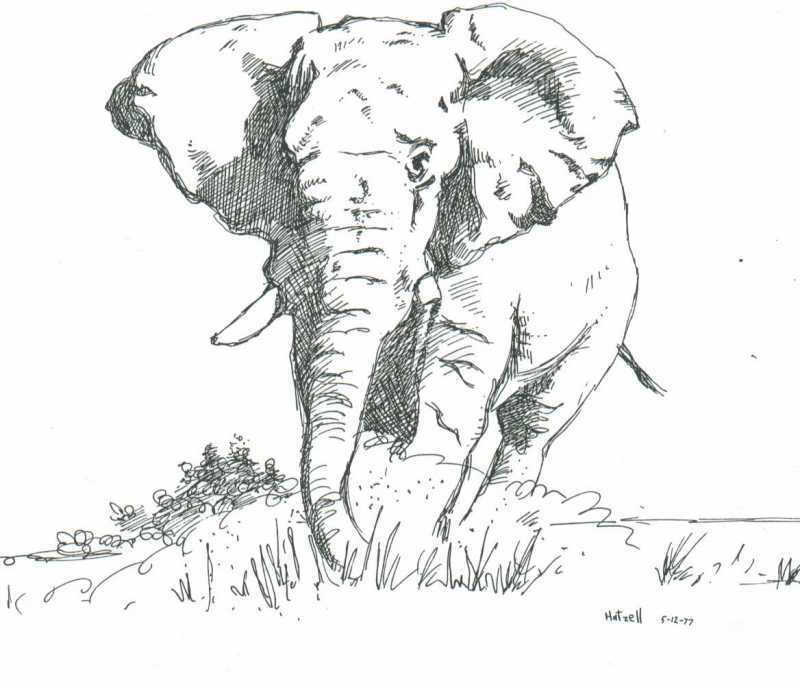 elephant face sketch